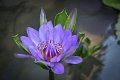 20151124-lotus032