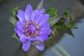 20151124-lotus033