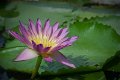 20151124-lotus034