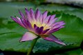 20151124-lotus035