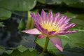 20151124-lotus036