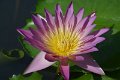 20151124-lotus037