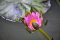 20151124-lotus038