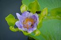 20151124-lotus039