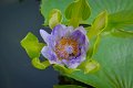 20151124-lotus040