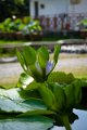20151124-lotus041