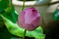 20151124-lotus042