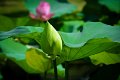 20151124-lotus043