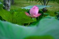 20151124-lotus044
