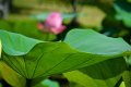 20151124-lotus047