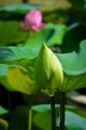 20151124-lotus048