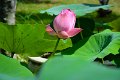 20151124-lotus049