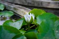 20151124-lotus050