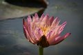 20151124-lotus051