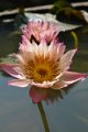 20151124-lotus052