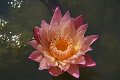 20151124-lotus053
