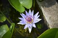20151124-lotus054