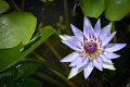 20151124-lotus055