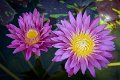 20151124-lotus056