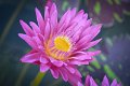20151124-lotus057