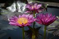 20151124-lotus058