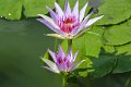 20151124-lotus059
