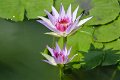 20151124-lotus060