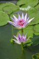 20151124-lotus061