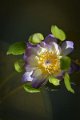 20151124-lotus062