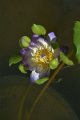 20151124-lotus063