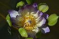 20151124-lotus064