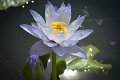 20151124-lotus065