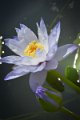 20151124-lotus066