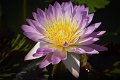 20151124-lotus068