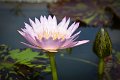 20151124-lotus070