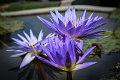 20151124-lotus071