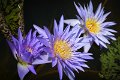 20151124-lotus072