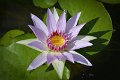 20151124-lotus074