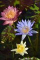 20151124-lotus076