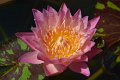 20151124-lotus077