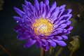 20151124-lotus078
