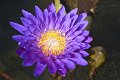 20151124-lotus079
