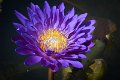 20151124-lotus080
