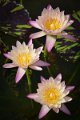 20151124-lotus081