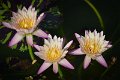 20151124-lotus082