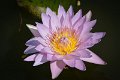 20151124-lotus083