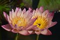20151124-lotus084