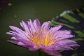 20151124-lotus085