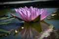 20151124-lotus086