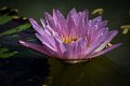 20151124-lotus087
